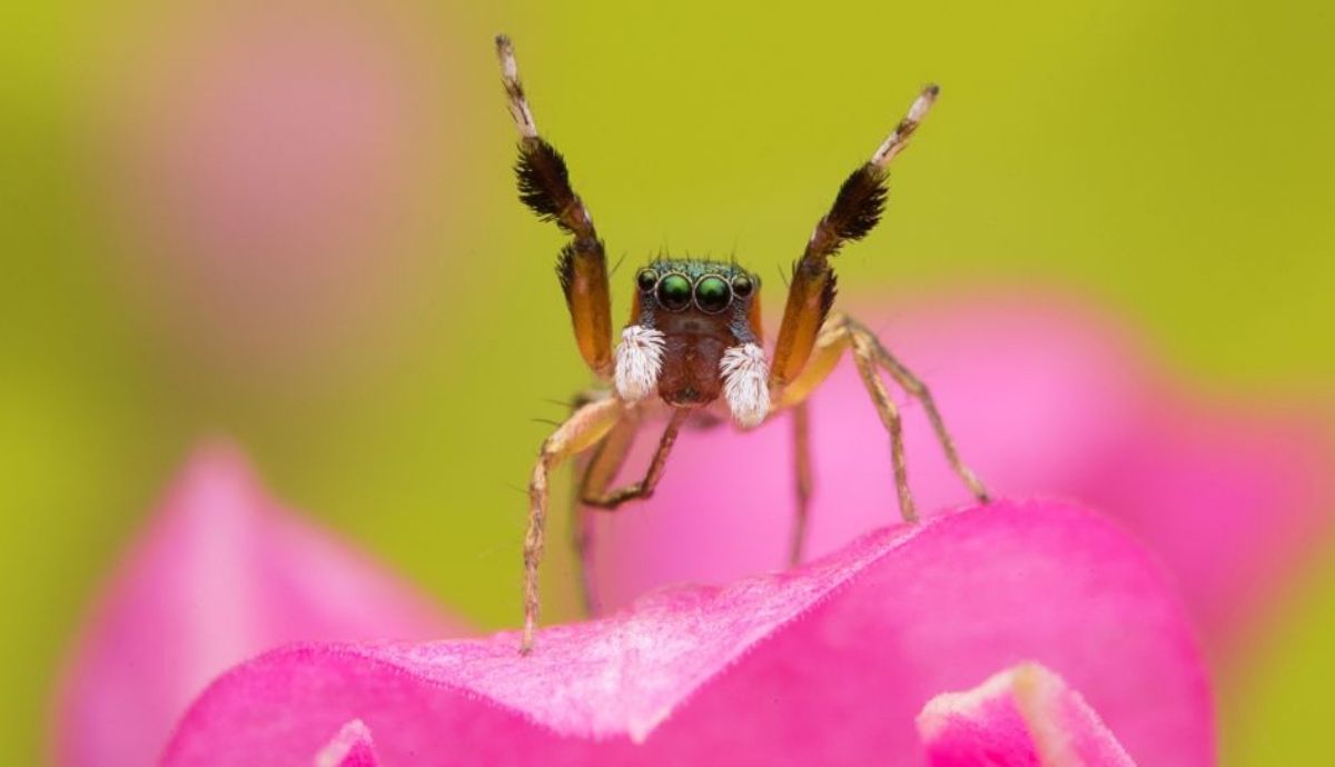 Arañas en casa: por qué aparecen y cómo mantenerlas bajo control