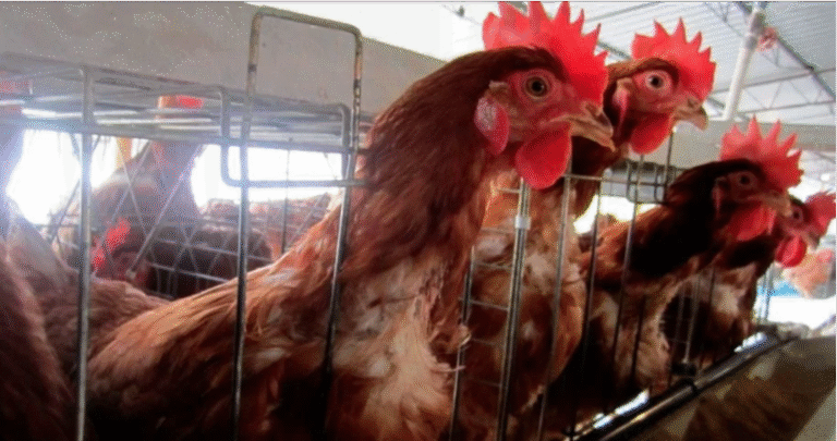 México le cierra la puerta al pollo de Brasil por brote de influenza aviar