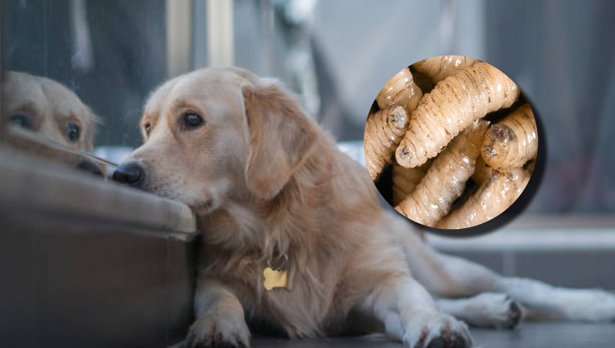 Gusano barrenador en México: cómo detectarlo y proteger a tus mascotas de este parásito letal