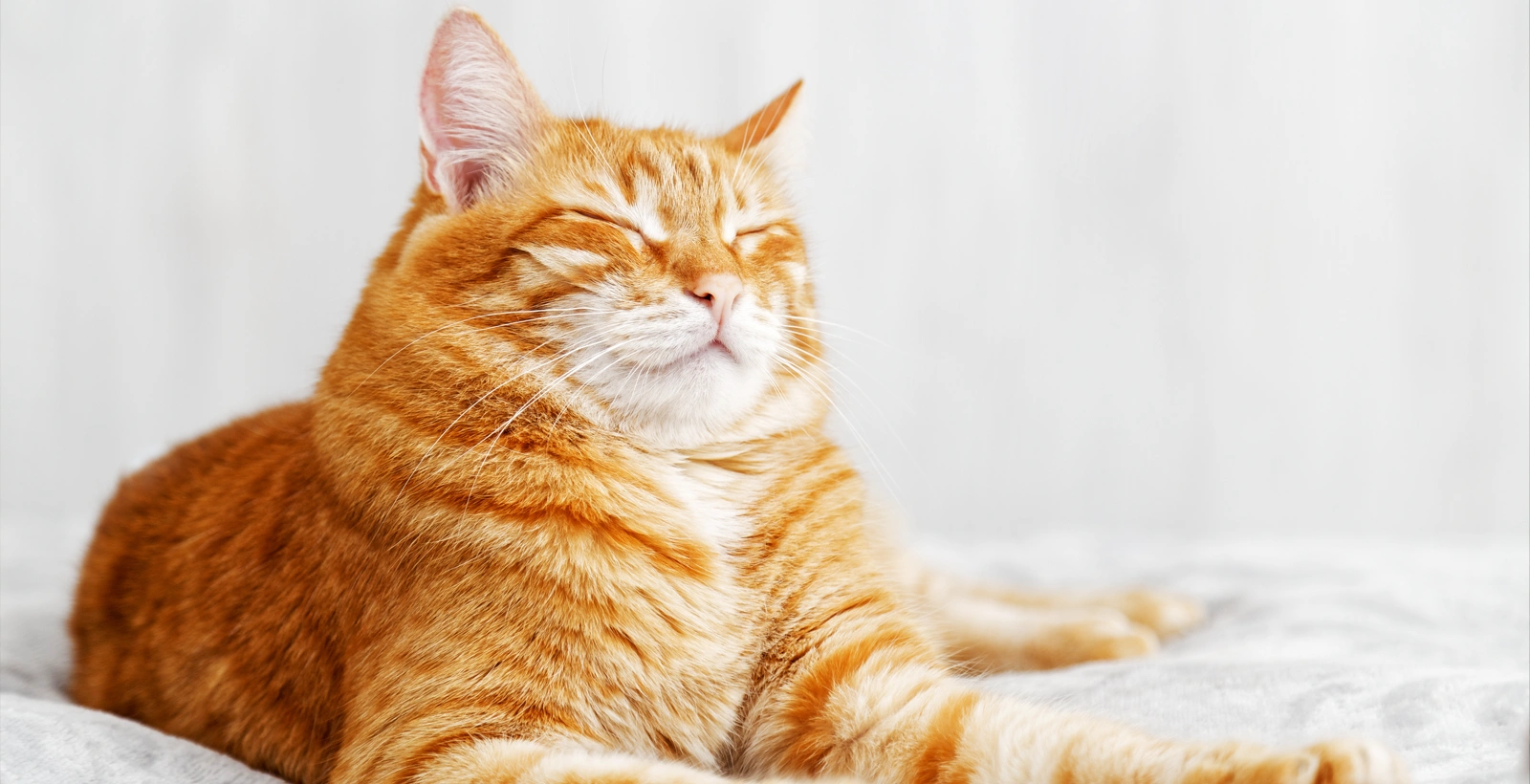 El secreto genético de los gatos naranjas: por qué son casi siempre machos