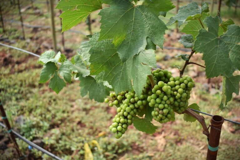 dia-de-las-madres-nayarit-vino
