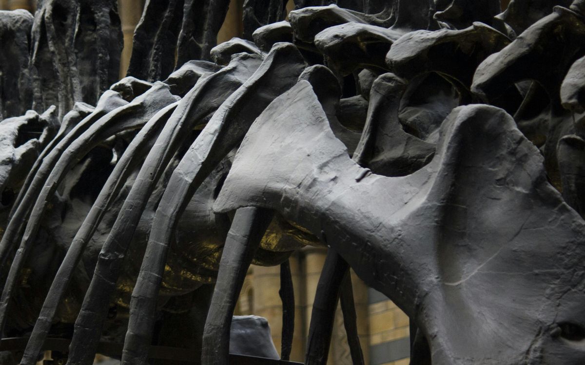 Nipponopterus mifunensis: descubren en Japón una nueva especie de pterosaurio