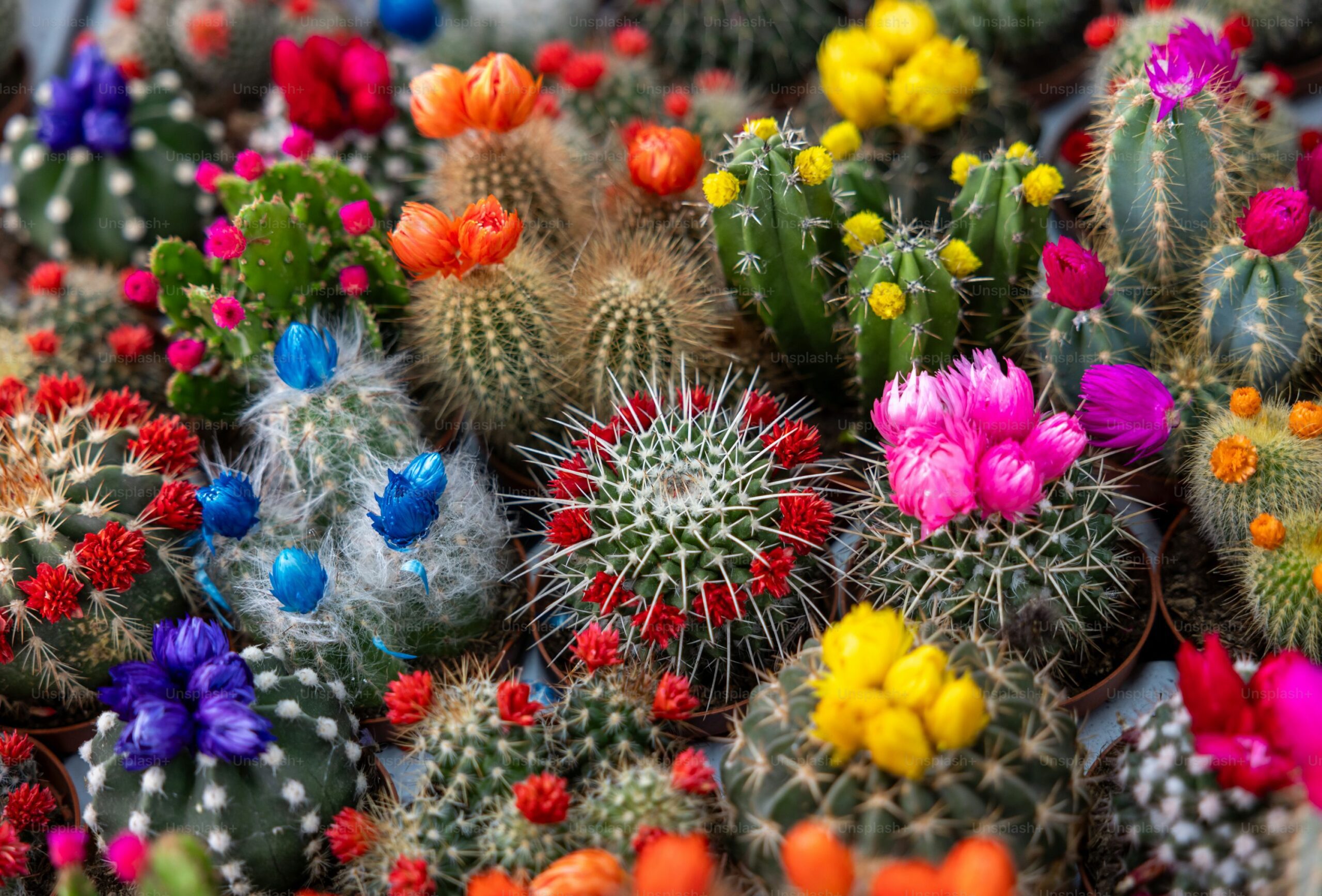 El truco de los jardineros para conseguir flores en tus cactus