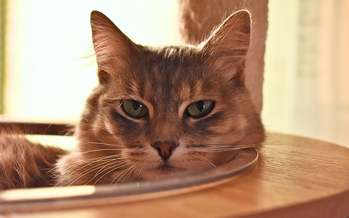 ¿Tu gato te reconoce por el olor? Un estudio sugiere que sí