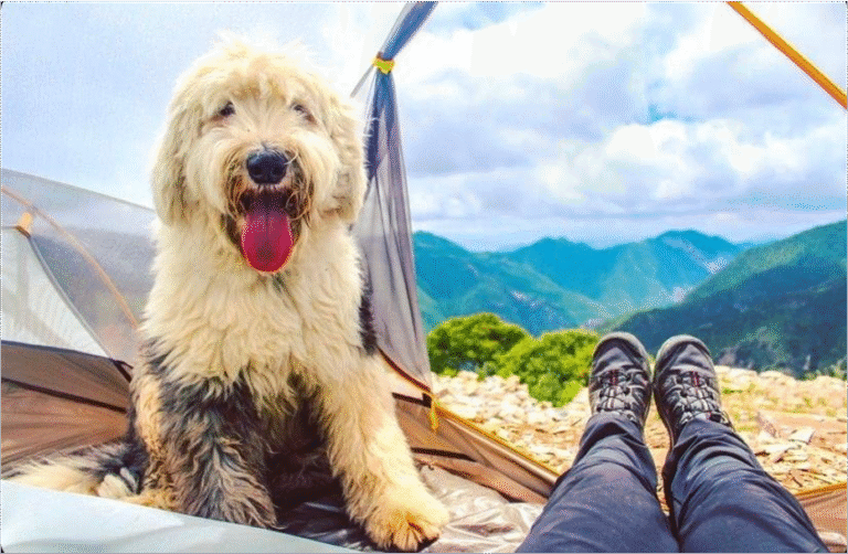 Escápate con tu lomito- camping, fogatas y collares con luces cerca de CDMX