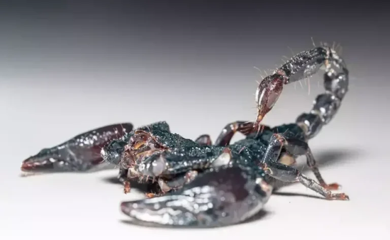 Veneno-de-escorpion-928x570