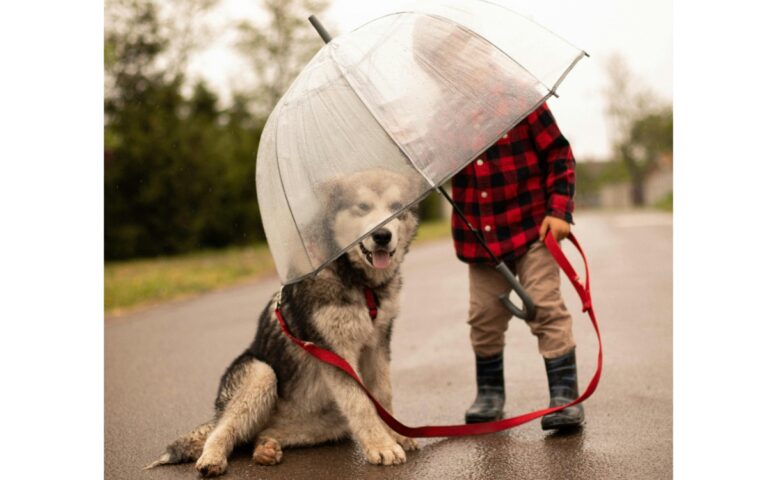 como-cuidar-perro-temporada-de-luuvias-sigue-consejos-2-03062025