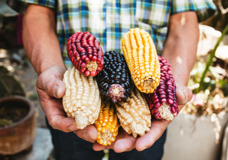 dia-de-la-gastronomia-sostenible-2025-semillas-locales-alimentos-locales-1750217867474_1024