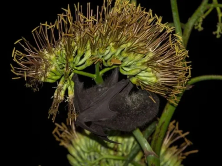 murcielagos-en-peligro-la-creciente-demanda-del-mezcal-devora-su-habitat-natural-en-mexico-1750103006255_1024