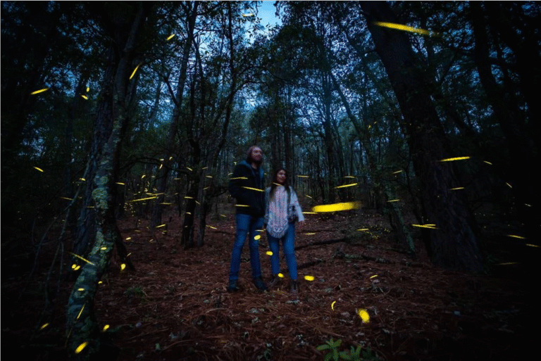 ¿Dónde ver luciérnagas cerca de CDMX? Estos 3 lugares te van a encantar