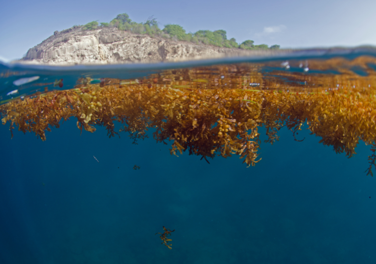 el-lado-sostenible-del-sargazo-que-se-hace-con-el-sargazo-que-recogen-en-las-playas-1752088356740_1024
