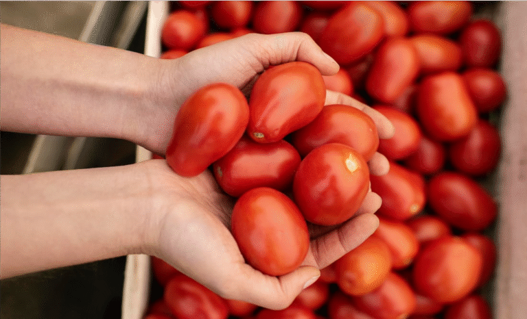 ¡Golpe al campo mexicano! EUA impone arancel del 17% al tomate por supuestas prácticas desleales