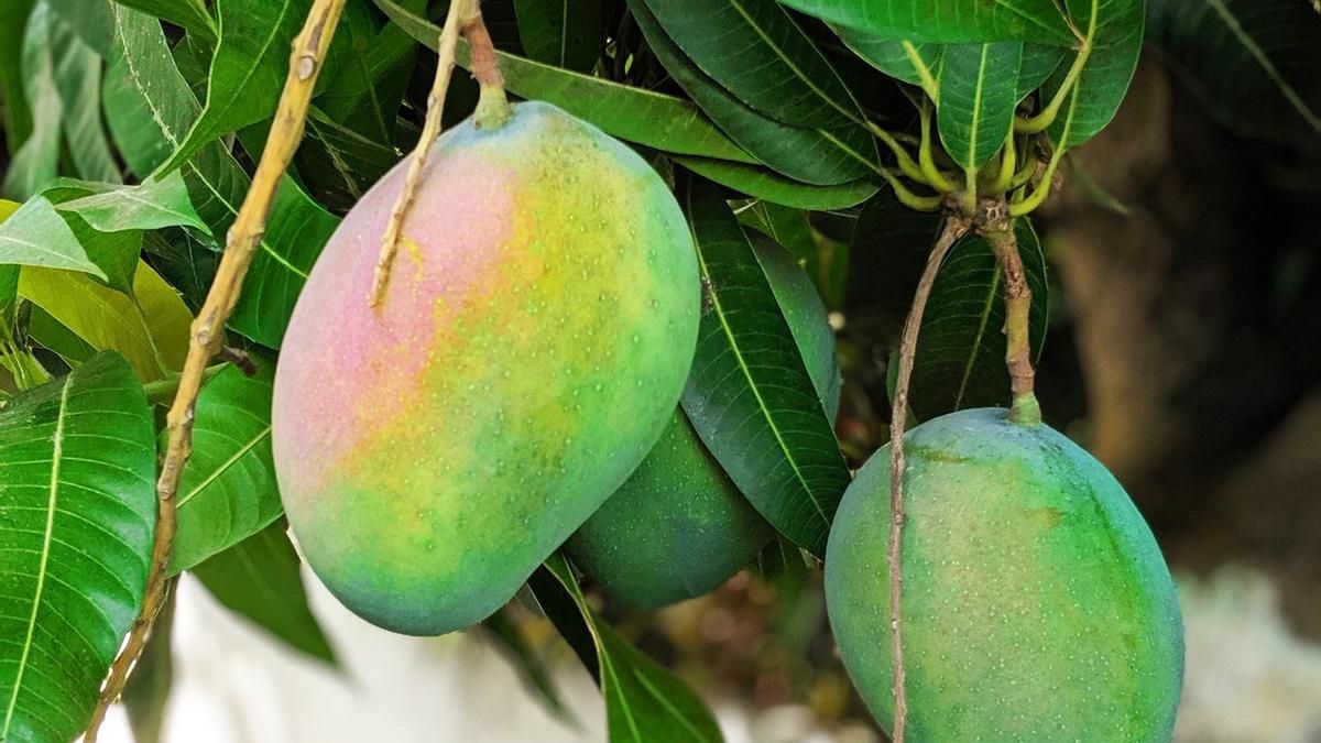 Cómo cultivar un mango en maceta y tener tu propio Edén tropical en casa