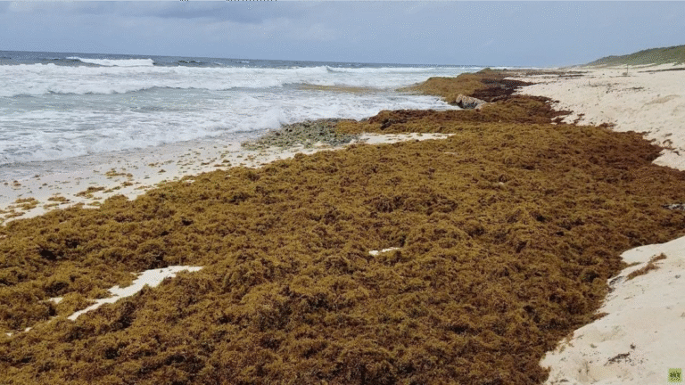 Adiós problema, hola oportunidades- México convierte sargazo en energía, bloques y más