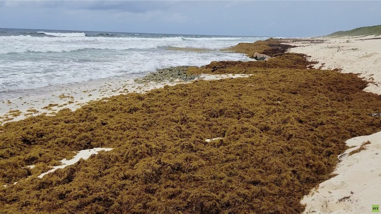 Adiós problema, hola oportunidades: México convierte sargazo en energía, bloques y más