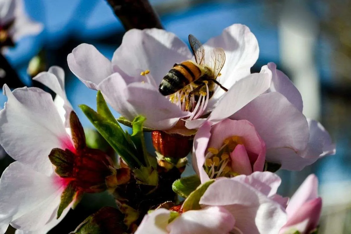 Un “superalimento” podría salvar a las abejas melíferas del declive global