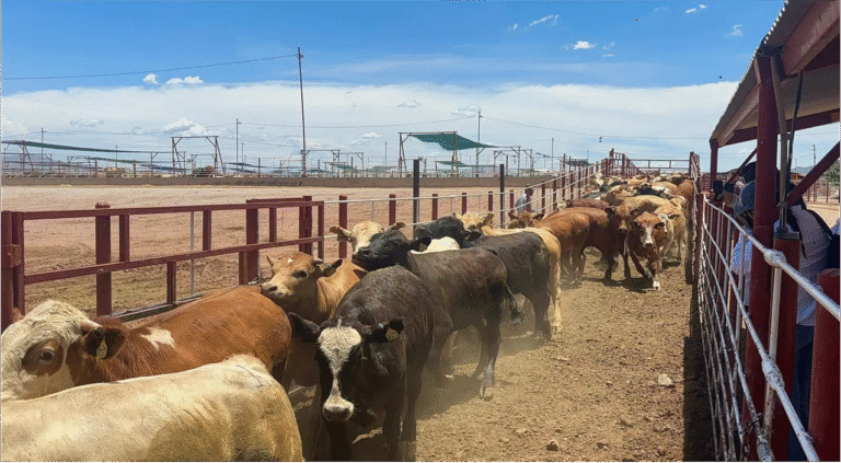 EU mantiene cerrada la frontera con México por el gusano barrenador- ¿hasta cuándo durará la restricción?