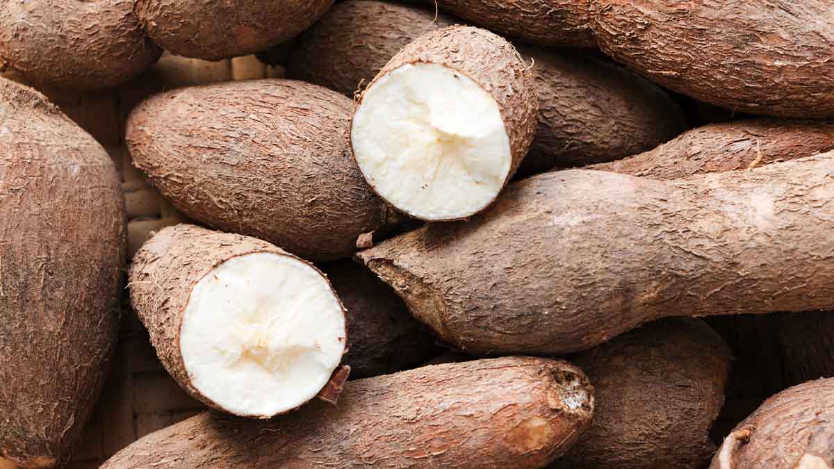 La yuca: un tesoro alimenticio que puedes cultivar en casa