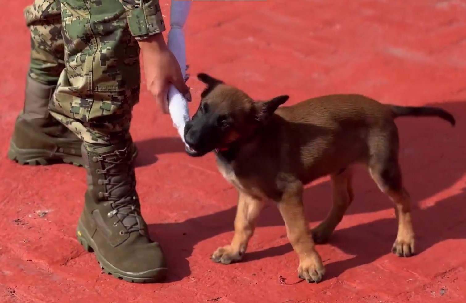 La ‘Generación FIFA’: cachorros entrenados para blindar la seguridad del Mundial 2026