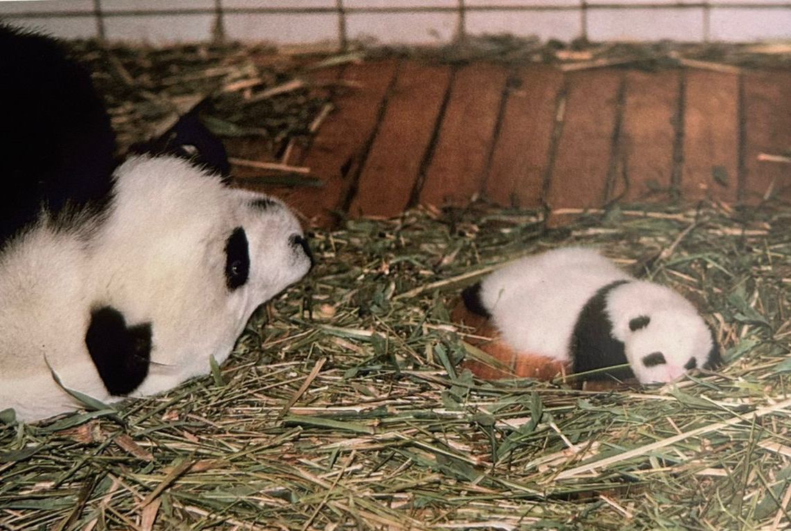 50 años de pandas gigantes en México: Xin Xin, la más longeva fuera de China