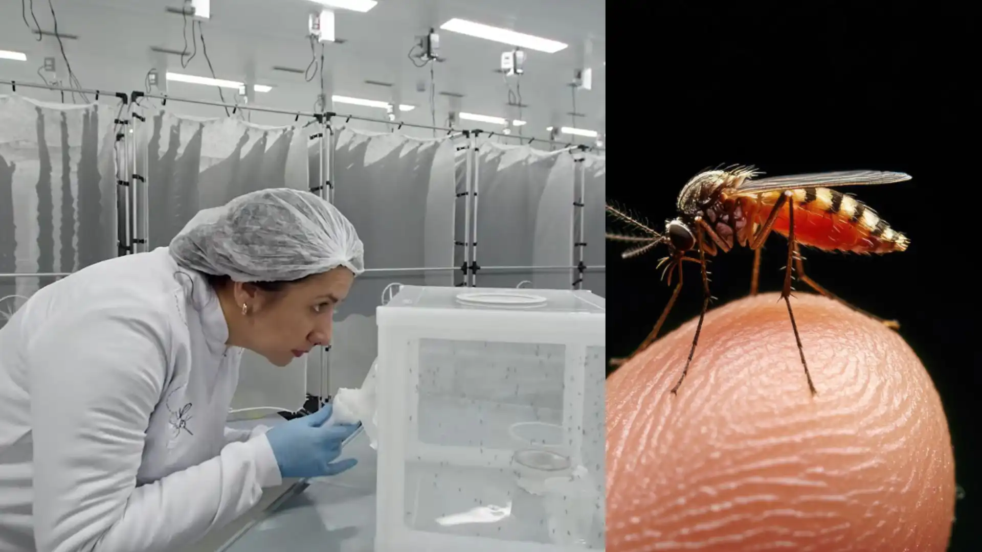 La fábrica de mosquitos en Brasil que busca frenar el dengue con ciencia e innovación
