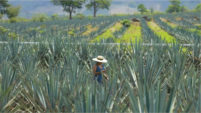 Nueva Ruta del Tequila en Los Altos de Jalisco- cultura, sabor y aventura para turistas