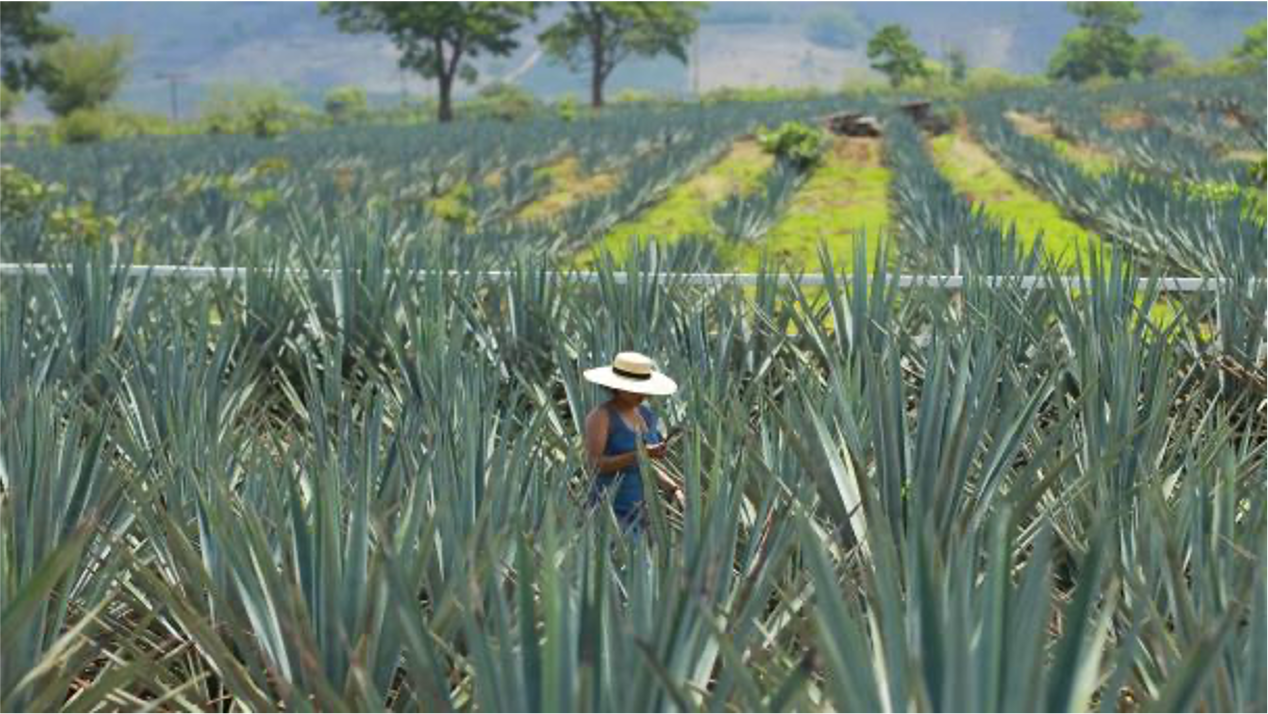 Nueva Ruta del Tequila en Los Altos de Jalisco: cultura, sabor y aventura para turistas