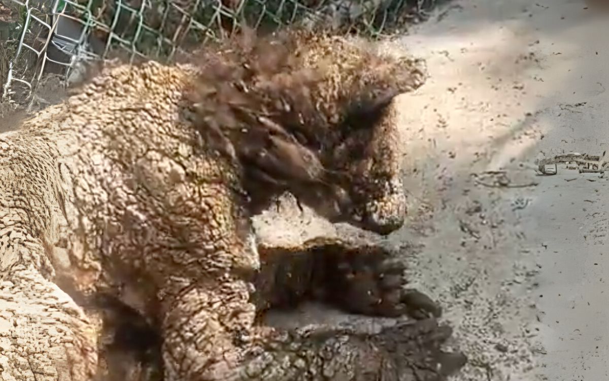 Zoológico La Pastora responde a críticas y prepara nueva evaluación de osa enferma