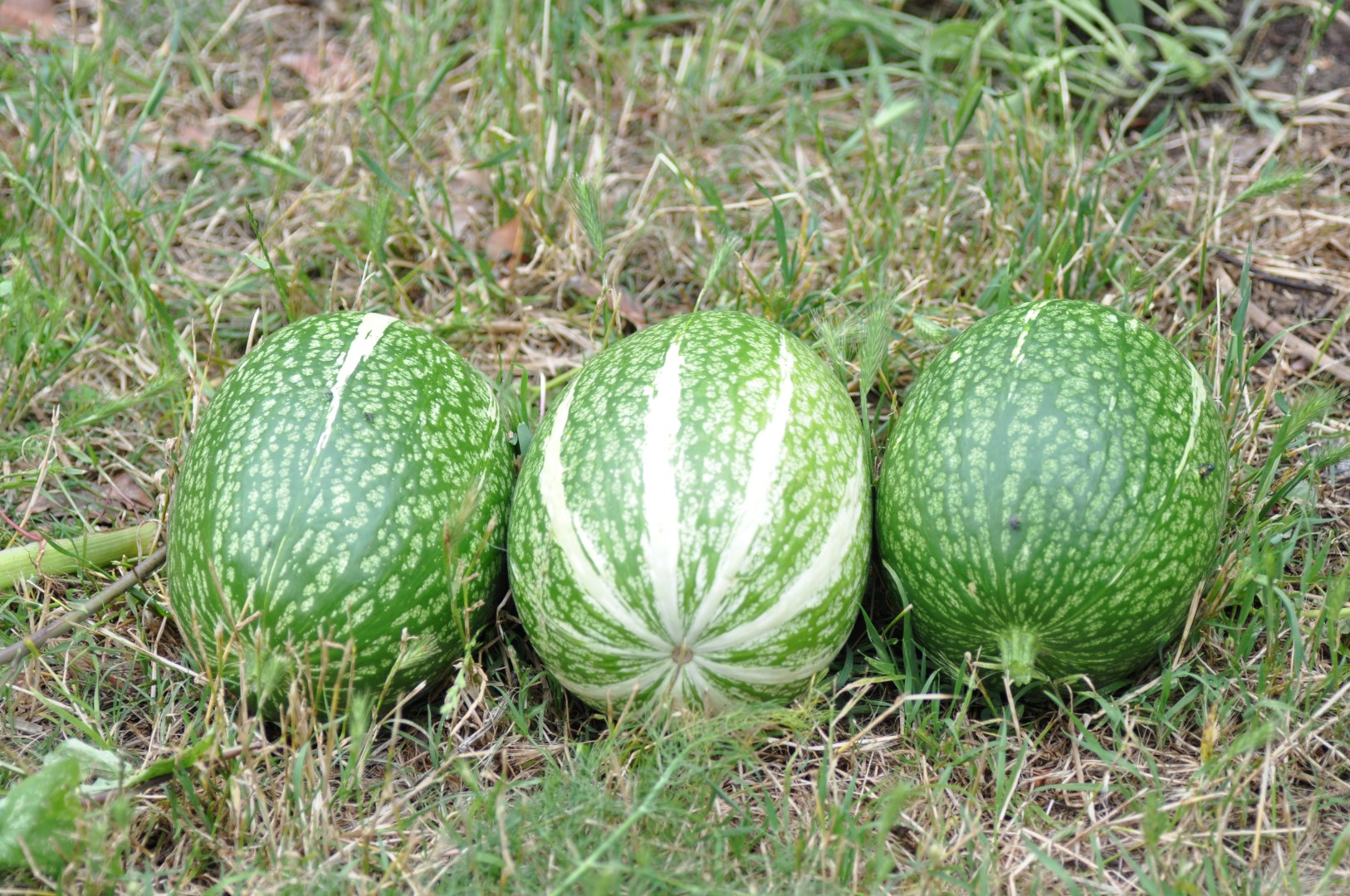 El chilacayote: el fruto mexicano que ayuda a controlar el azúcar en la sangre