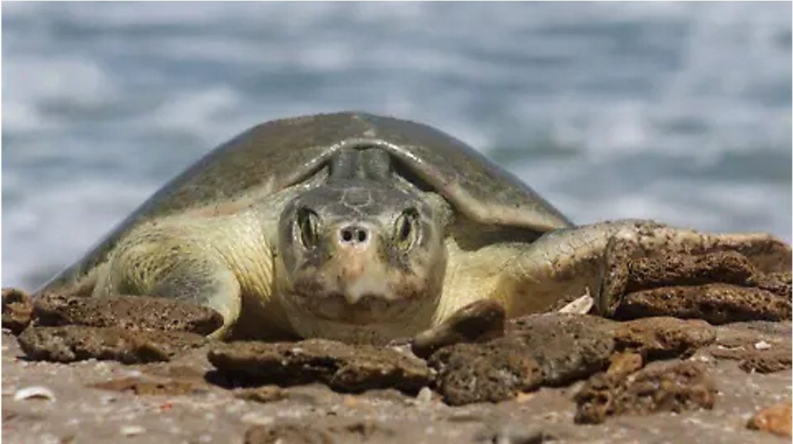 Fragmentos de SpaceX en Tamaulipas ponen en riesgo a la tortuga lora