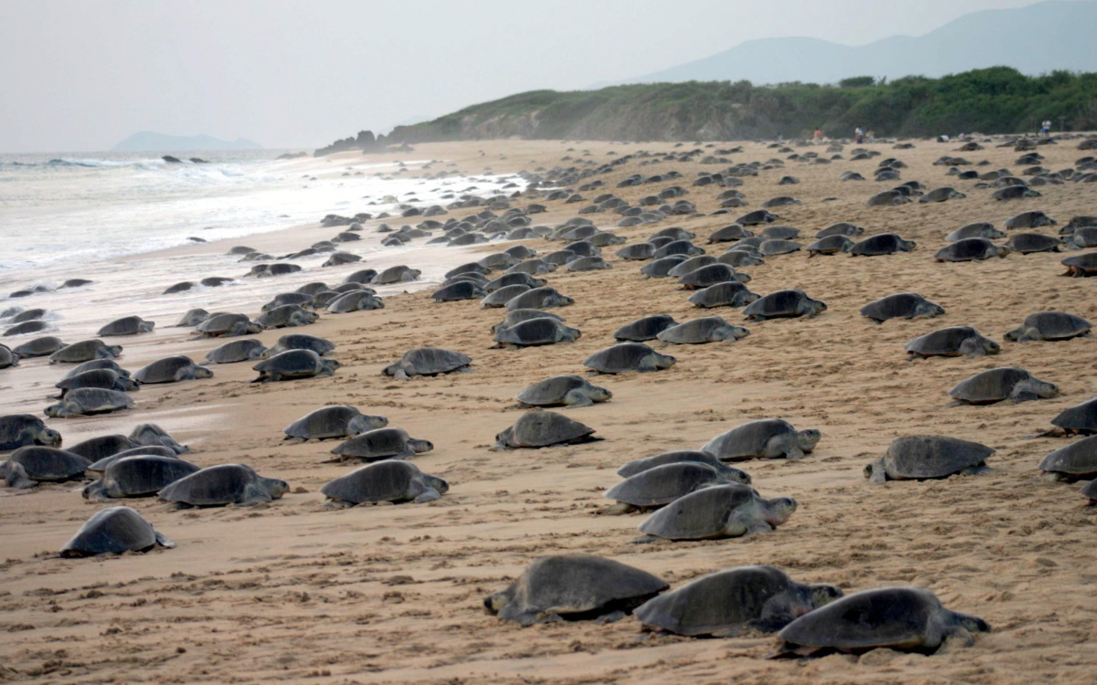 Liberan más de 200 crías de tortuga golfina en Zihuatanejo bajo resguardo de la Marina