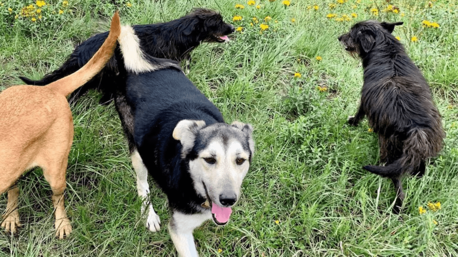 Activistas vigilan resguardo de 183 perros en la GAM ante posible traslado