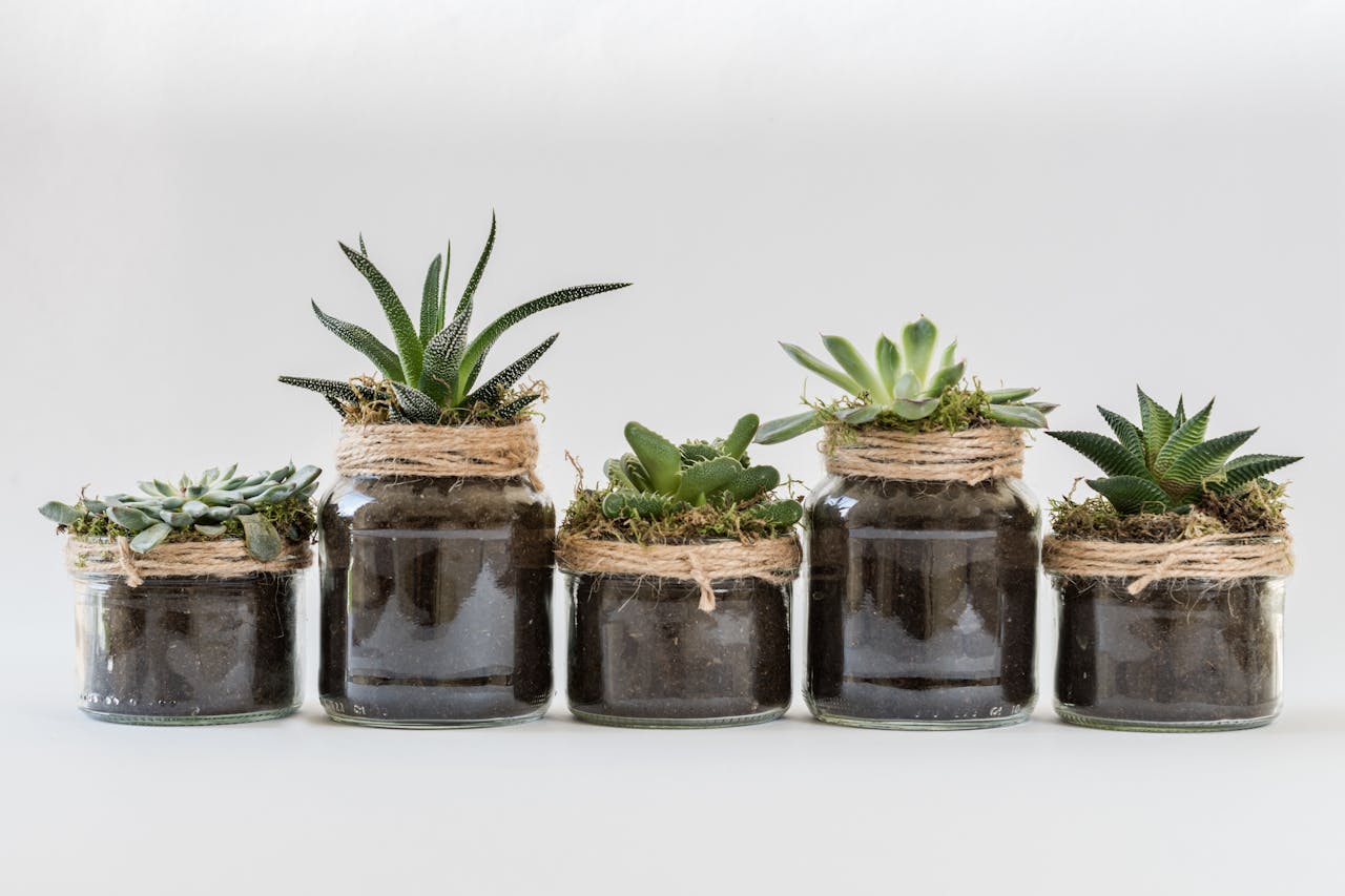 “Plant parenting” en el clima de México: guía para cuidar suculentas, monsteras y orquídeas en la CDMX