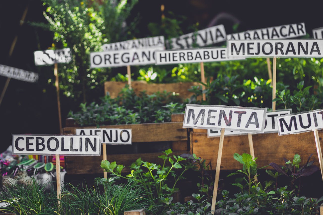 Tu botiquín prehispánico: primeros auxilios con plantas medicinales mexicanas