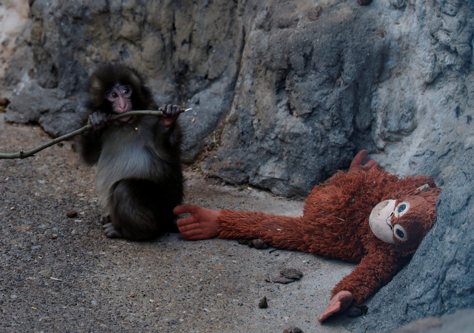 PETA exige trasladar a Punch, el macaco viral, a un santuario por presunto trauma en cautiverio