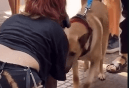 Joven ‘Therian’ sufre mordida de perro real: debate sobre identidad y riesgos