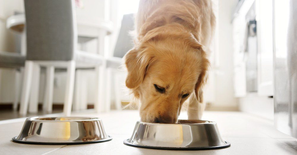 Alertan por metales pesados y acrilamida en alimentos para perros: qué significa para tu mascota