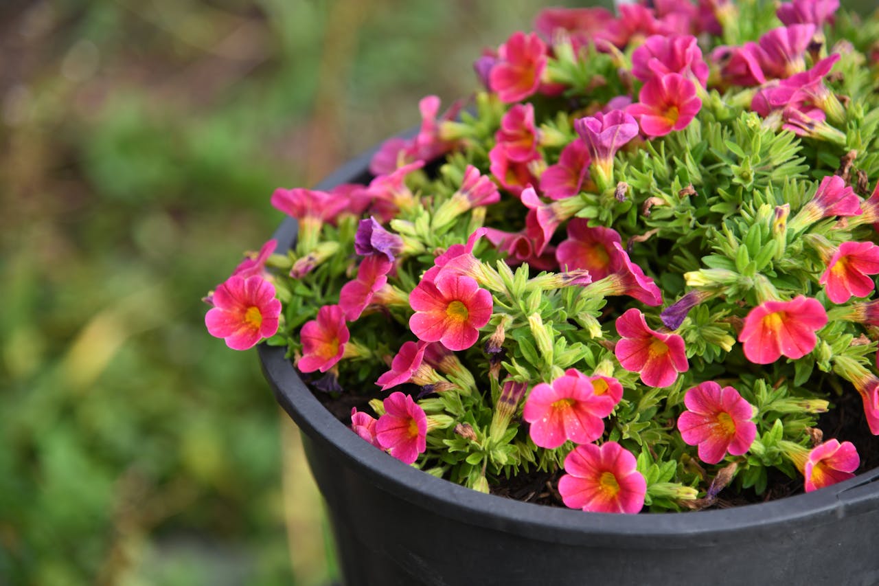Flores eternas vs. Flores de mercado: La huella de carbono de tu ramo y por qué las plantas en maceta son el nuevo estándar