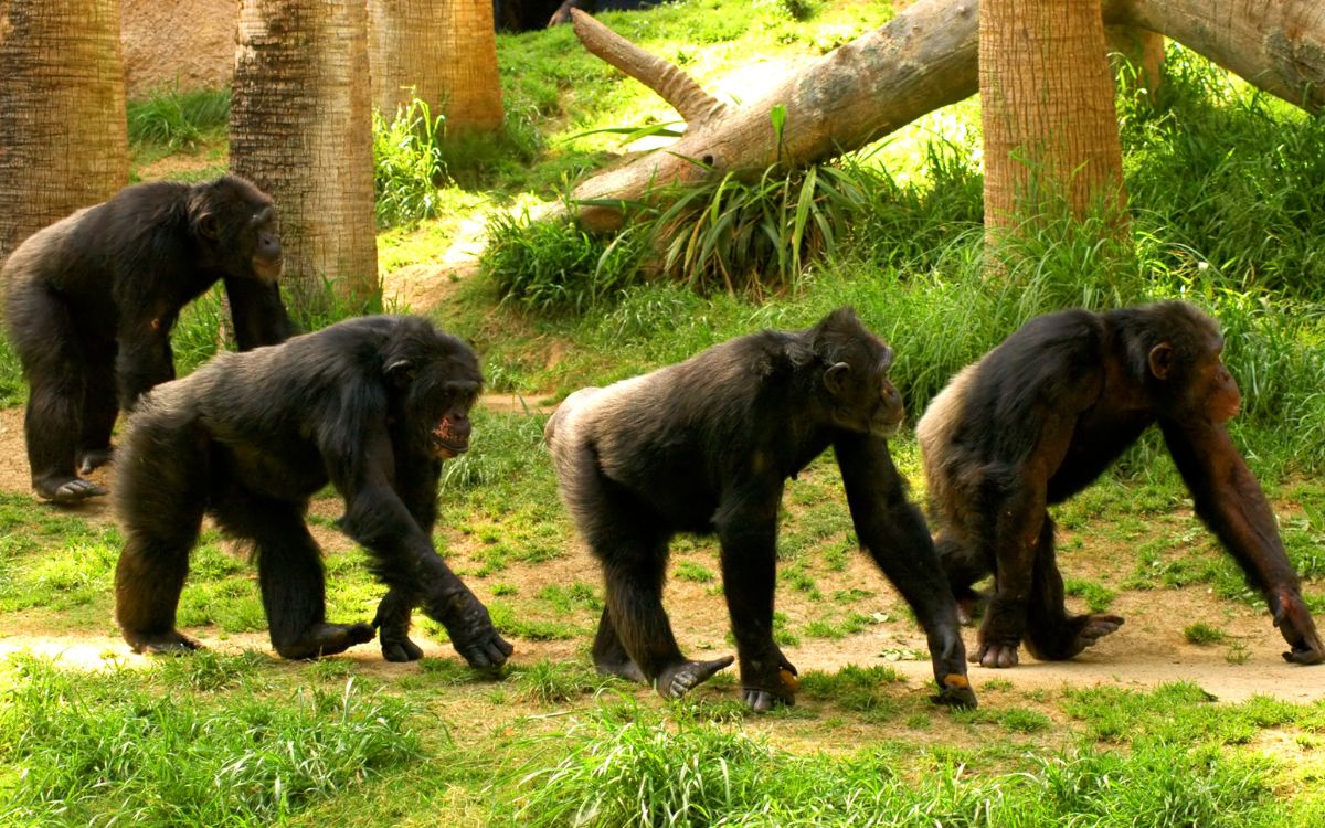 Los simios también imaginan: un estudio revela que saben fingir como los humanos