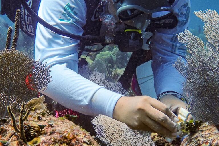 Científicas mexicanas “crían” corales resistentes y dan esperanza a los arrecifes del Caribe