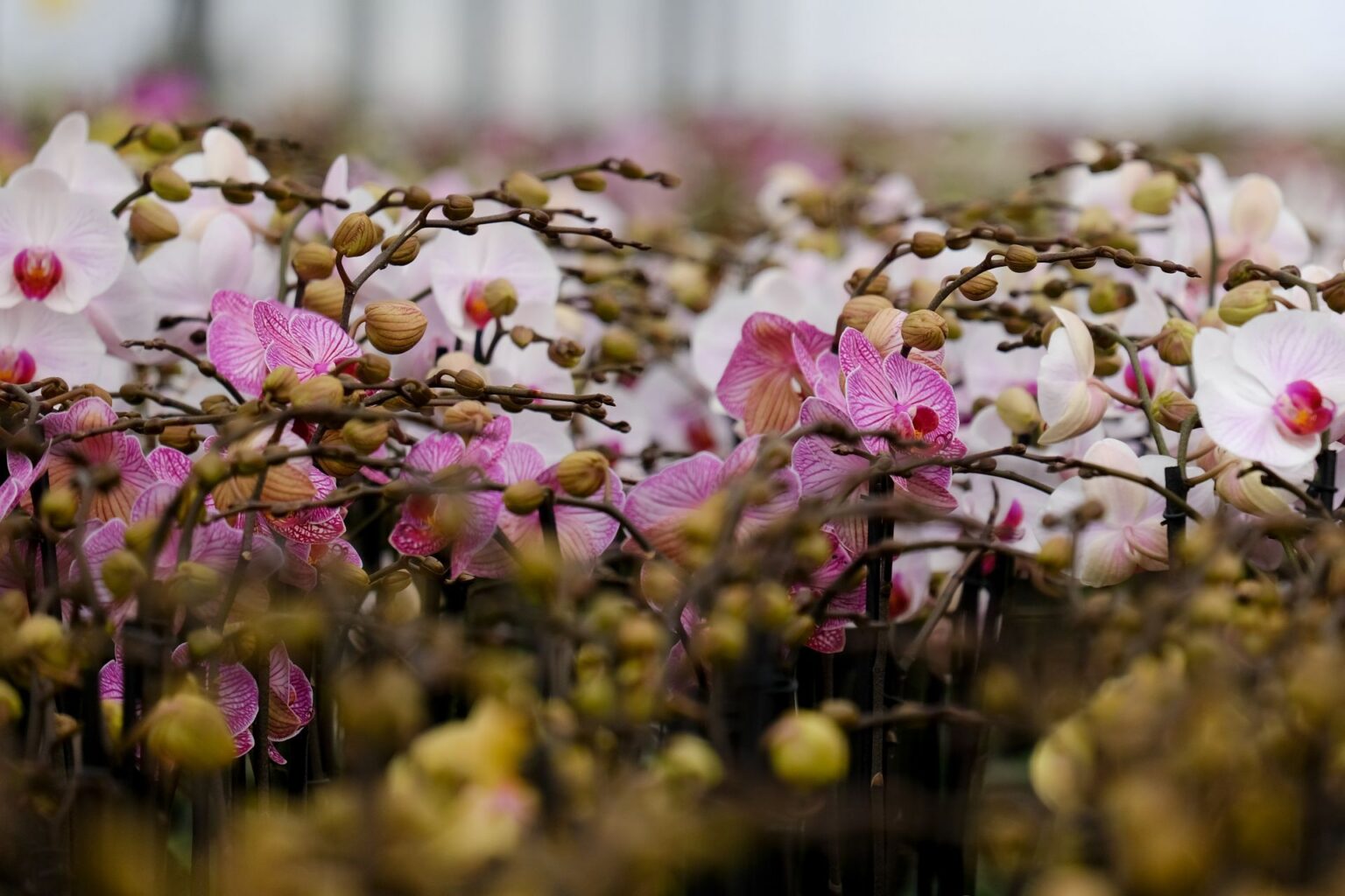 México celebra por primera vez el Día Nacional de la Orquídea