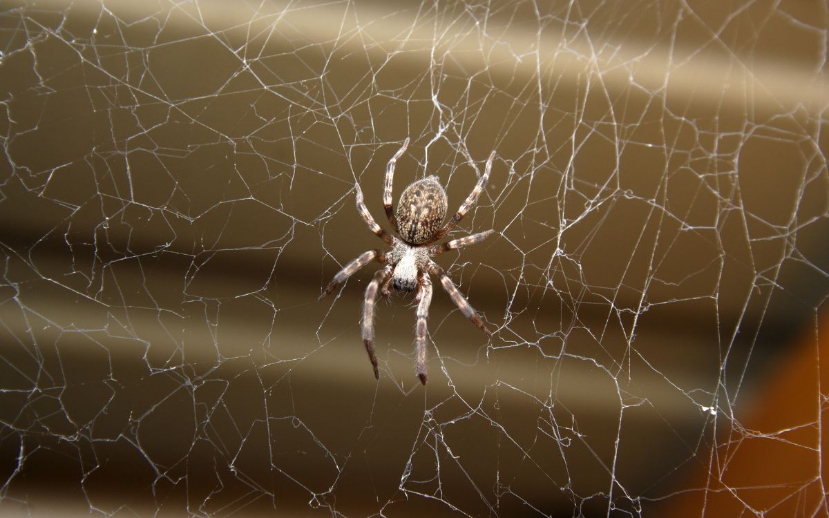 El gran vacío sobre insectos y arácnidos: 90 % de las especies carece de datos de conservación