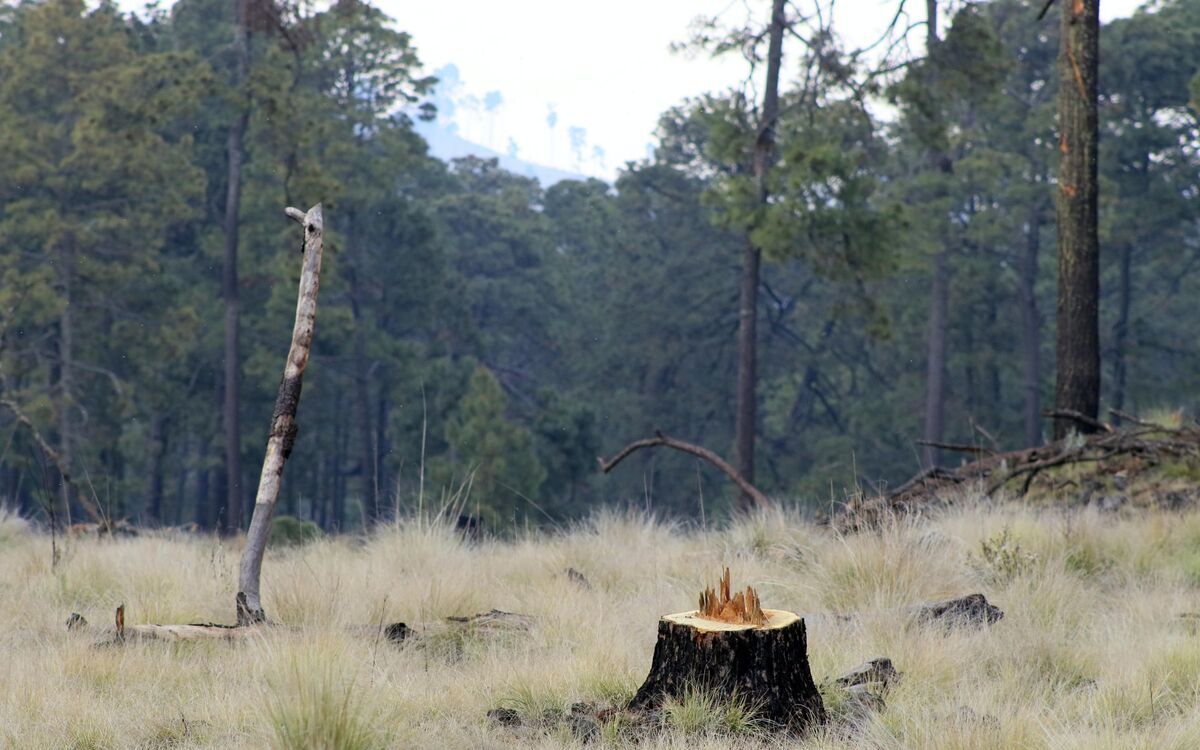 El planeta pierde sus bosques a ritmo alarmante: 400 millones de hectáreas en tres décadas