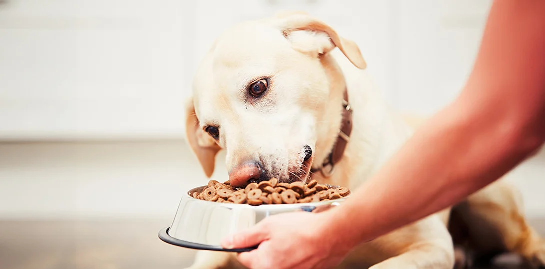 De las sobras al plato ideal: así está cambiando la alimentación de mascotas en México