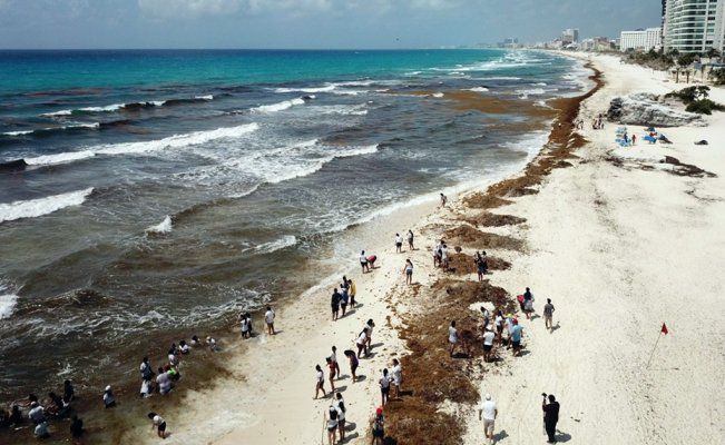 Sargazo amenaza la temporada alta en el Caribe Mexicano: advierten riesgo para el turismo