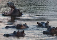 Colombia sacrificará a 80 hipopótamos: entre la conservación y el control poblacional