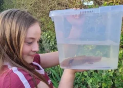 El misterio del ajolote en Gales: hallazgo inesperado de una especie mexicana en peligro crítico