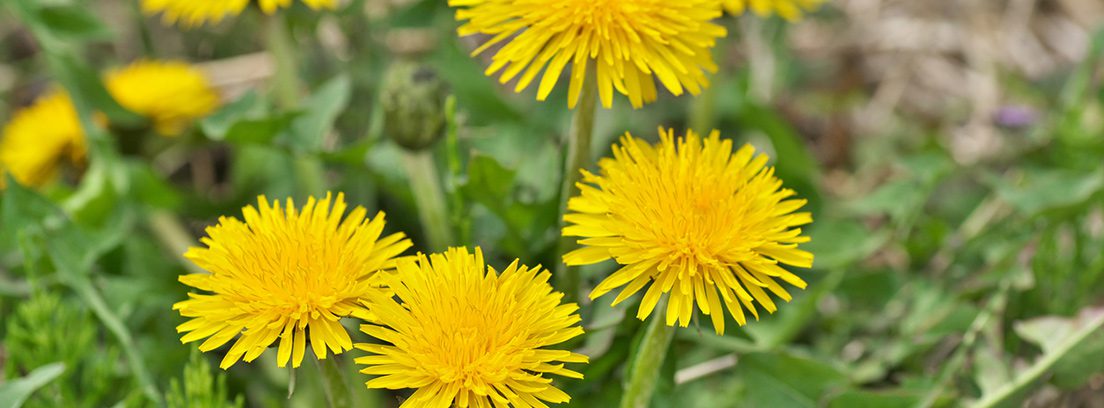 Diente de león: entre remedio ancestral y evidencia científica, ¿qué tan efectivo es realmente?