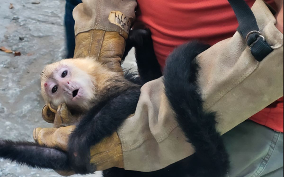 Rescate en carretera: salvan a 10 monos capuchinos del tráfico ilegal en Tabasco