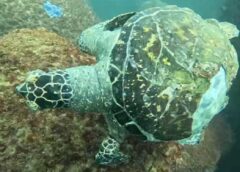 Tortugas marinas mueren atrapadas por residuos de papalotes en la Bahía de Acapulco